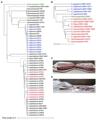 Unraveling the Genotypic and Phenotypic Diversity of the Psychrophilic Clostridium estertheticum Complex, a Meat Spoilage Agent